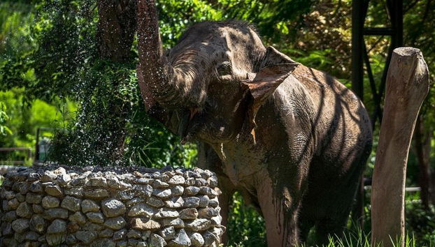 Expérience du Royaume des Éléphants - Photo 3
