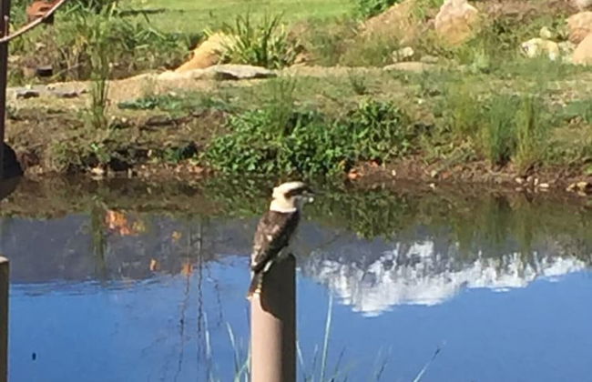 Eco Villa Mt Beauty Near Falls Creek & Bright - Photo 33