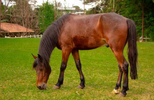 Hotel Fazenda Vale Amanhecer - Photo 36