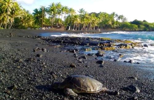 Kilauea iki- Hale Kumu La'au - Foto 20