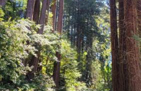 Evergreen Escape - Foto 32