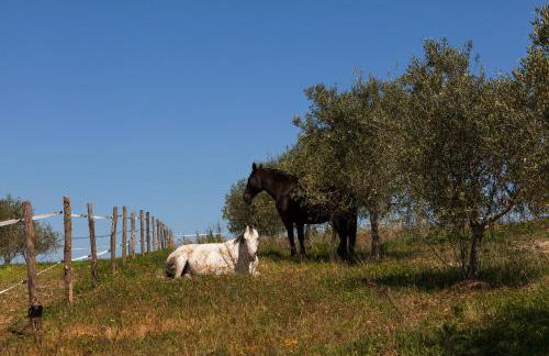 Agriturismo La Collina - Foto 15
