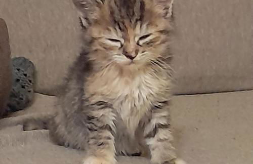 Soggiorno Vacanze Stella Alpina - Foto 25