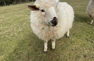 Lowern, Luxury Lodge with Hot Tub and Games Room - Photo 41