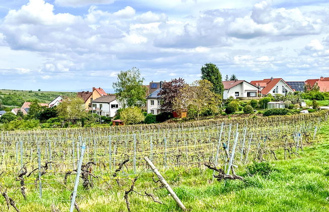 Am Weinberg - Foto 15