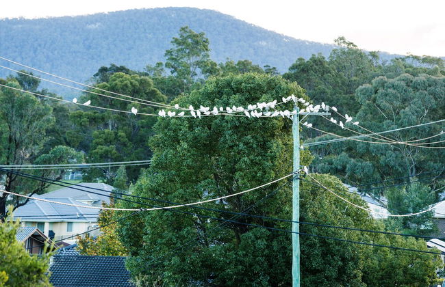 Coal d' Vine VIEW - Cessnock NSW - Photo 28