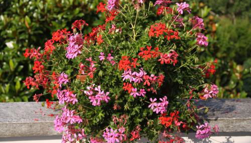 Villa Patrizia - Foto 4, Garden