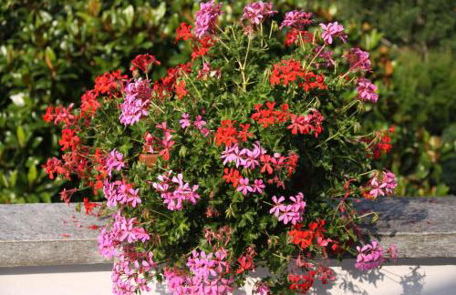 Villa Patrizia - Foto 4