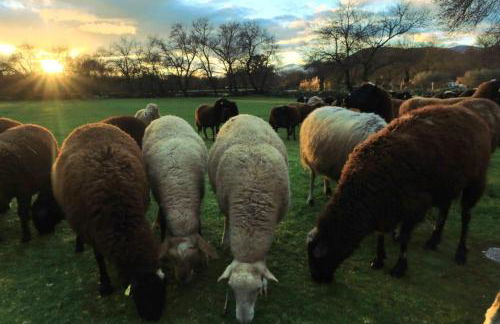 Casa Ypsilon Olive Oil - Photo 28