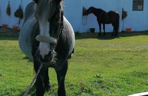 The Fisherman's Snug self catering North Uist - Foto 46