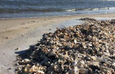 Ferienhaus mit Terrasse - Insel Usedom - Foto 34