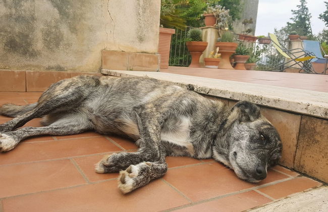 Casa del Geco - Foto 53