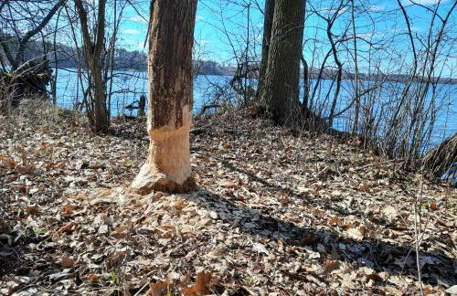 Wycinki domek - Foto 33