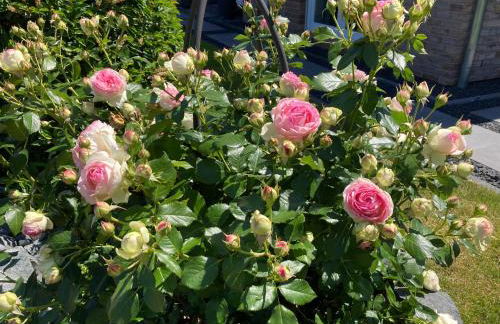 Ferienwohnungen bei der Purpurbuche - Foto 26