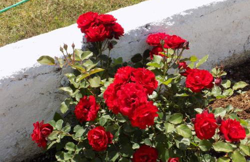 JERRY'S STUDIOS LASSI - Photo 52