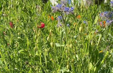 Haus Windfee Fewo 1 - Foto 24