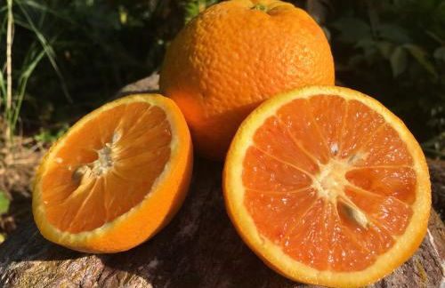 Egesta, villa with private pool - Foto 48