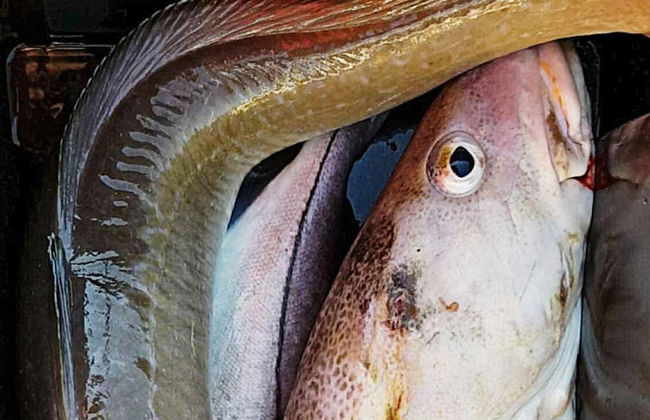 10 Person Holiday Home in Brattvag - Foto 24