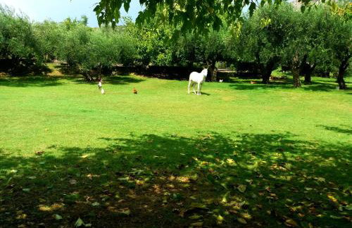 Dimitriou Rooms - Foto 31