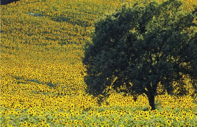 Luxury Retreat Montevettolini - Foto 33