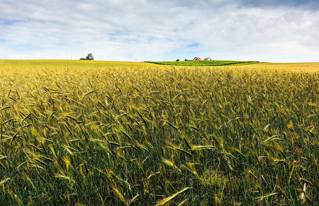 Ladybug House With Whirlpool - Foto 46