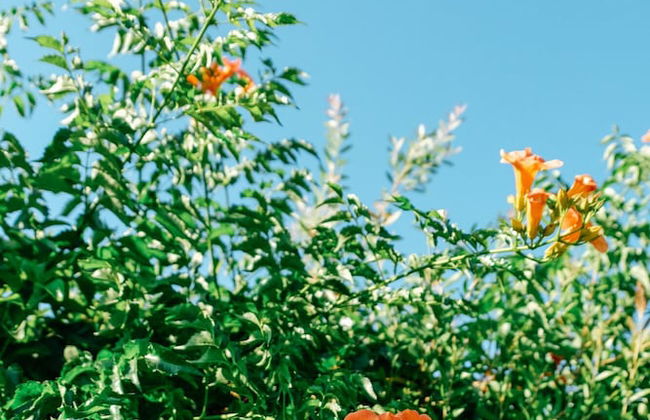 Beautiful Village Bungalow - Foto 42