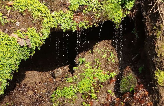 Holiday Apartment Falkenlay - Foto 14