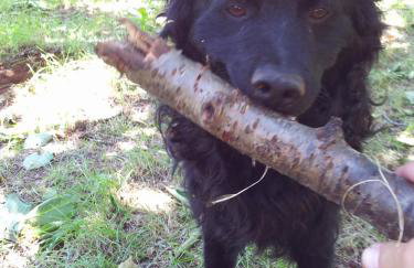 Kvarner Apartments II - Mošćenička Draga - Photo 10