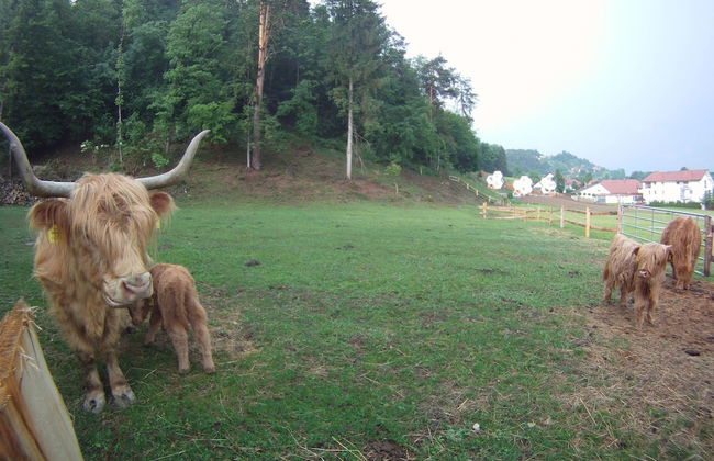 Apartments Beeland Skok Mozirje - Foto 39