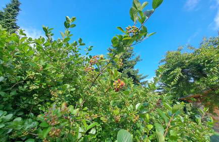 Ferienwohnung Aronia Garten - Foto 51