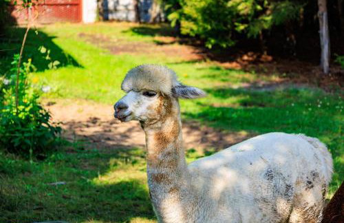 Zielona Zagroda Agnieszka Połeć - Foto 16