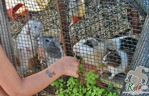 Rigoletto Cilento with private garden and pool - Foto 67