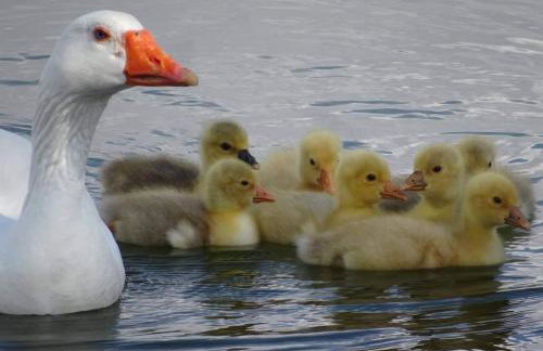 Thrassa Hotel - Foto 32