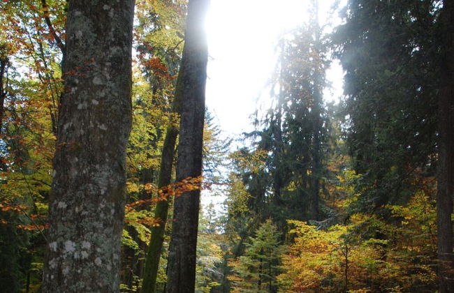 Nesterl Modern Retreat - Photo 17