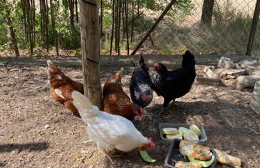 Villa Sanz - Foto 50