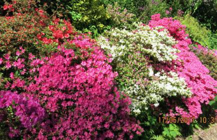 Wildgarten - Foto 15