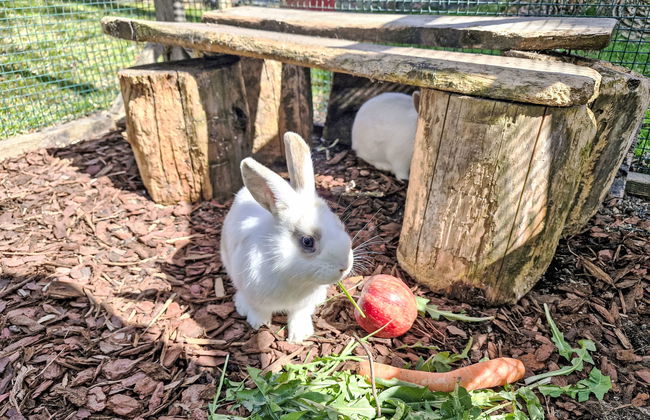 Haflingerhof Enzian - Foto 26