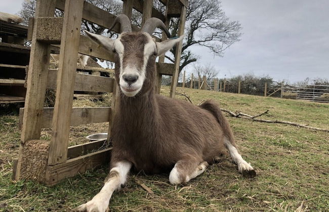 Hawthorn Cottage - Foto 43