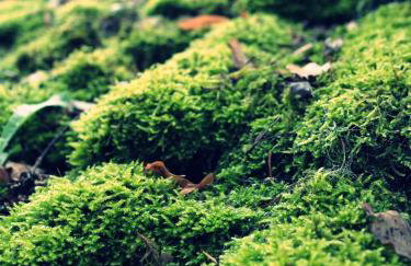 Historische Villa Herrenhaus Hellenthal - Photo 24