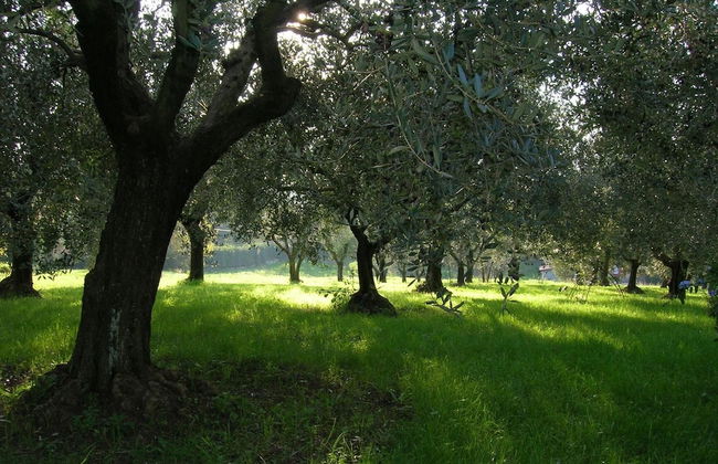 Olive Tree Hill - Foto 21