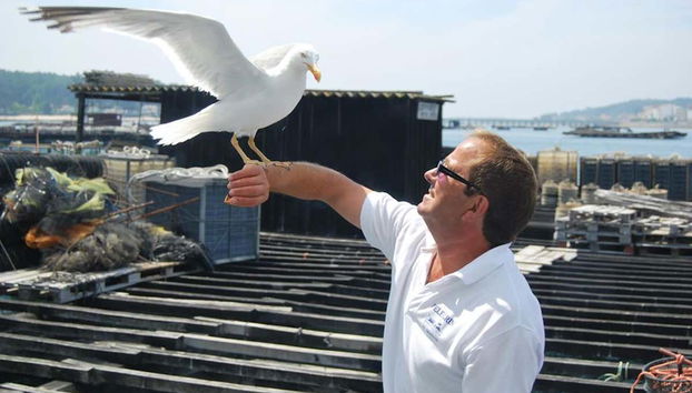 Gaviota en una batea de la ría