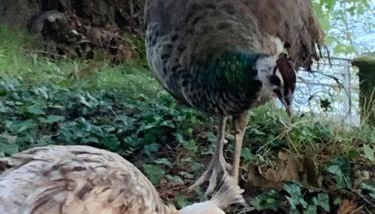 Foresterie MAGNOLIA - Foto 4