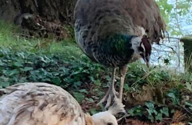 Foresterie MAGNOLIA - Foto 4