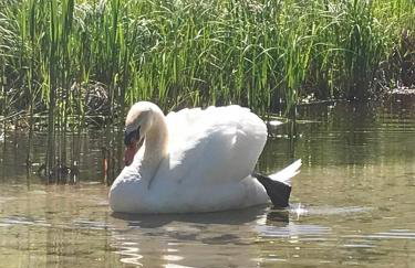 MOJA OSTOJA APARTAMENTY & KAJAKI - Spływy Kajakowe Rzeką Krutynią - Foto 29