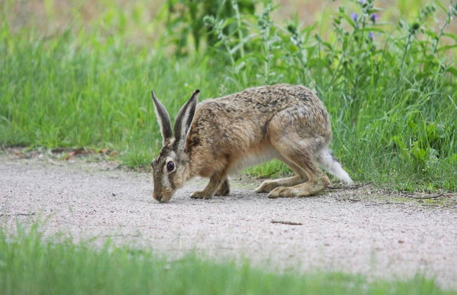 Doppelhaushalfte Seestern, Lohmen - Foto 21