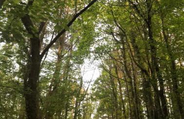 Flying Scotsman Unique Carriage Pet Friendly! Lazy Spa can be available upon request with additional cost of 40 - Foto 41