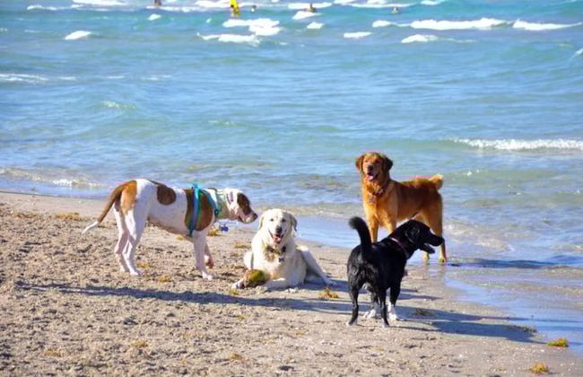 Beachside Bliss Lush Private Pool BBQ King Bed - Foto 50