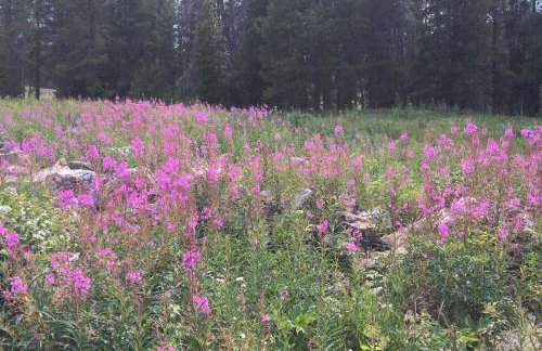 Unique Historic Mountain Cabin In Beautiful Como - Foto 28