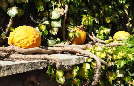 L'Era de Cal Roger - Foto 101