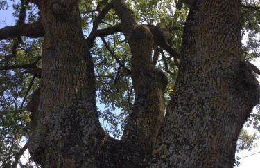 Oak Tree - Photo 57